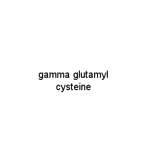 gamma glutamyl cysteine